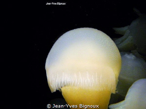 Jellyfish,Port Phillip Bay Melbourne Australia,Jean-Yves ... by Jean-Yves Bignoux 